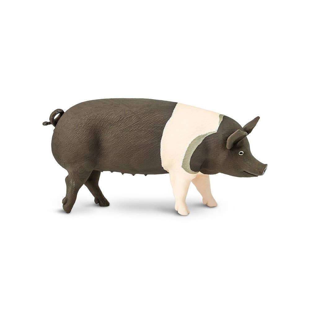 Miniature Hampshire Pig