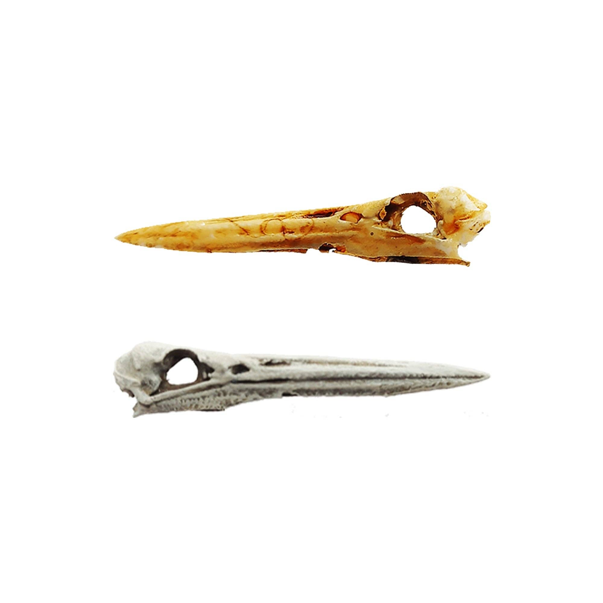 Great White Heron Skull Replica: Gray / 1:12