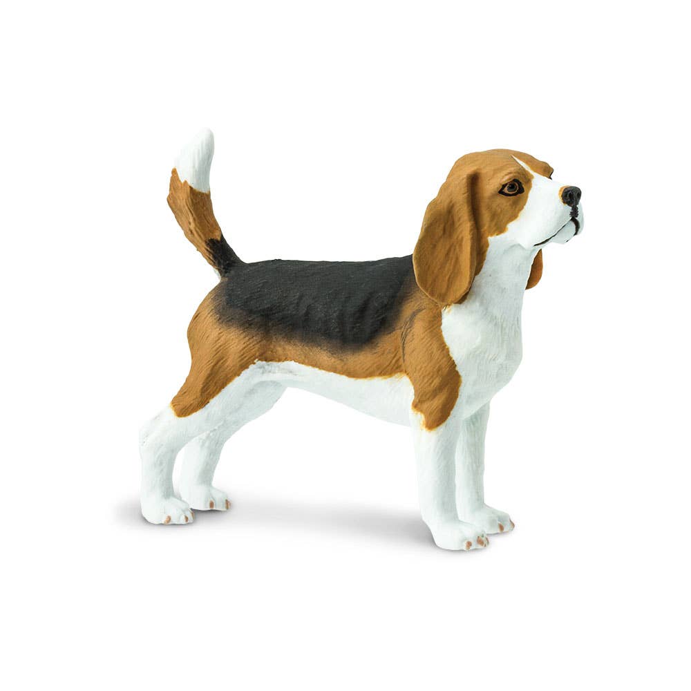 Miniature Beagle