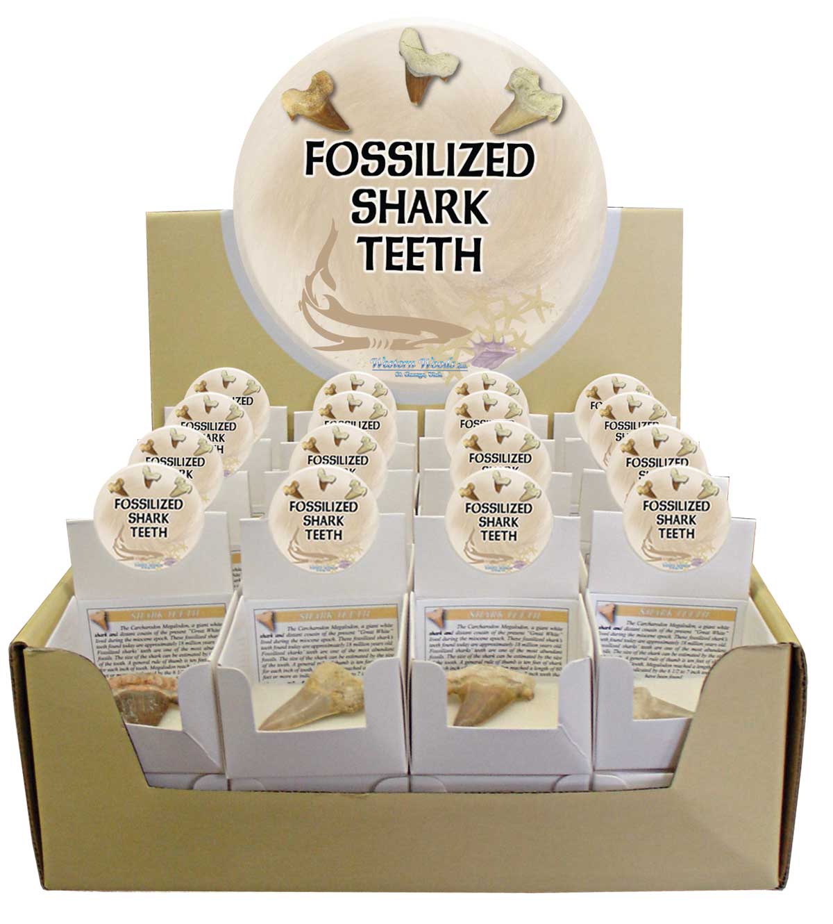 Fossilized Shark Tooth