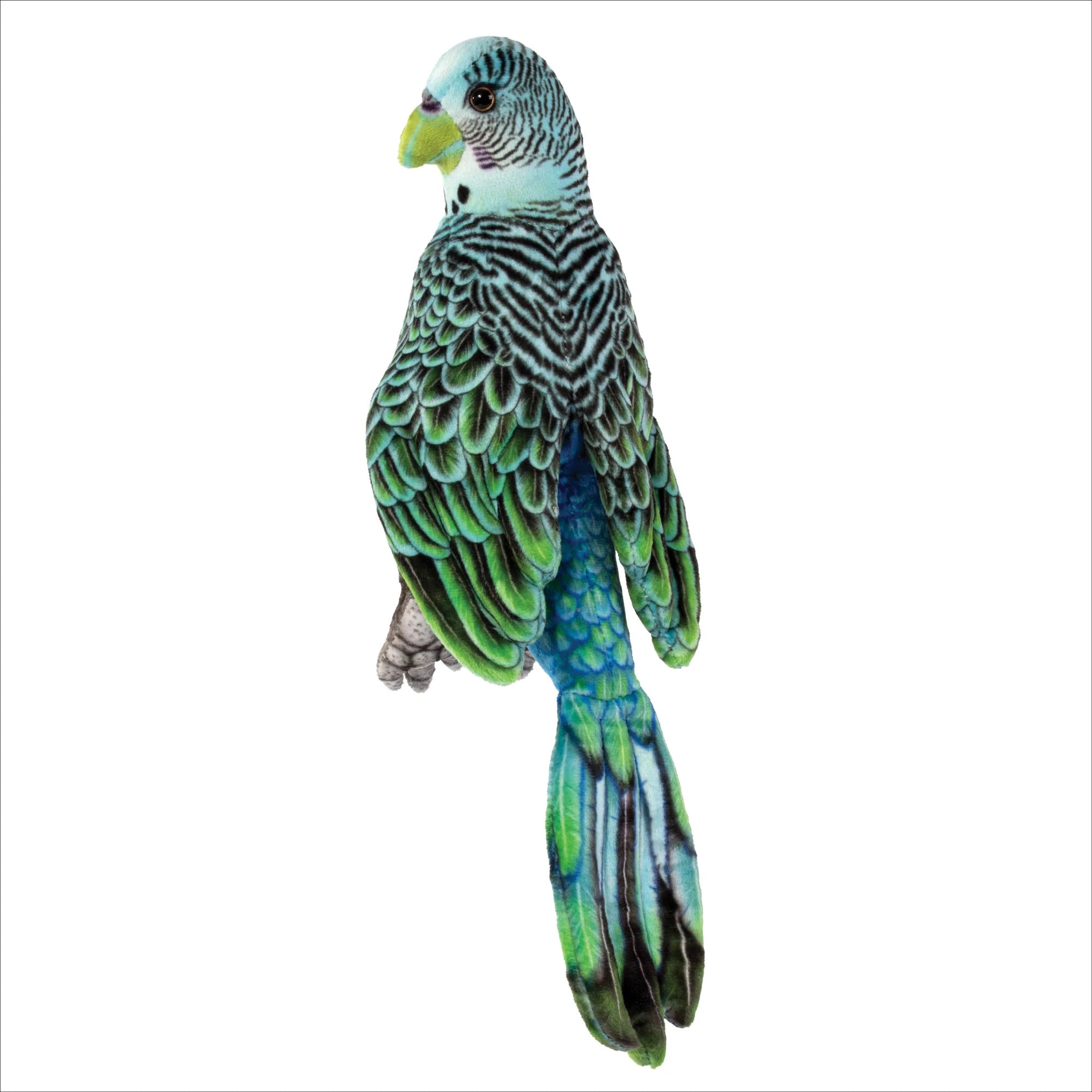 Parakeet 10"