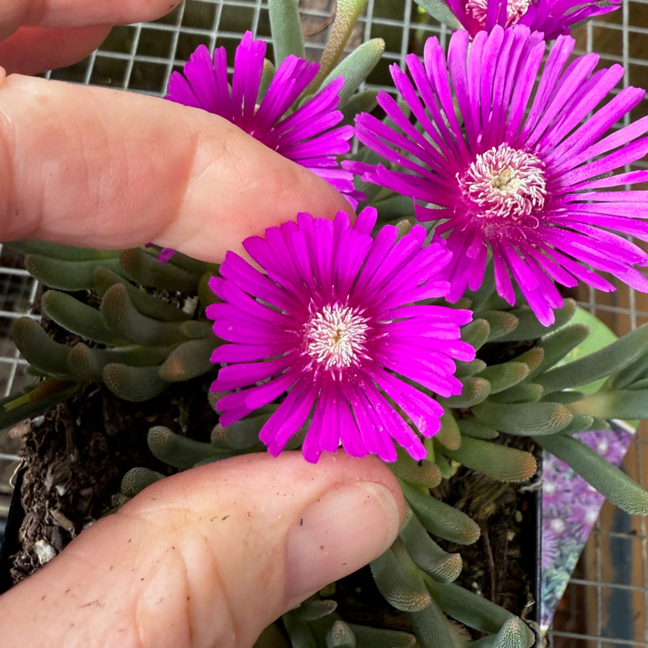 Ice Plant - Delosperma cooperi