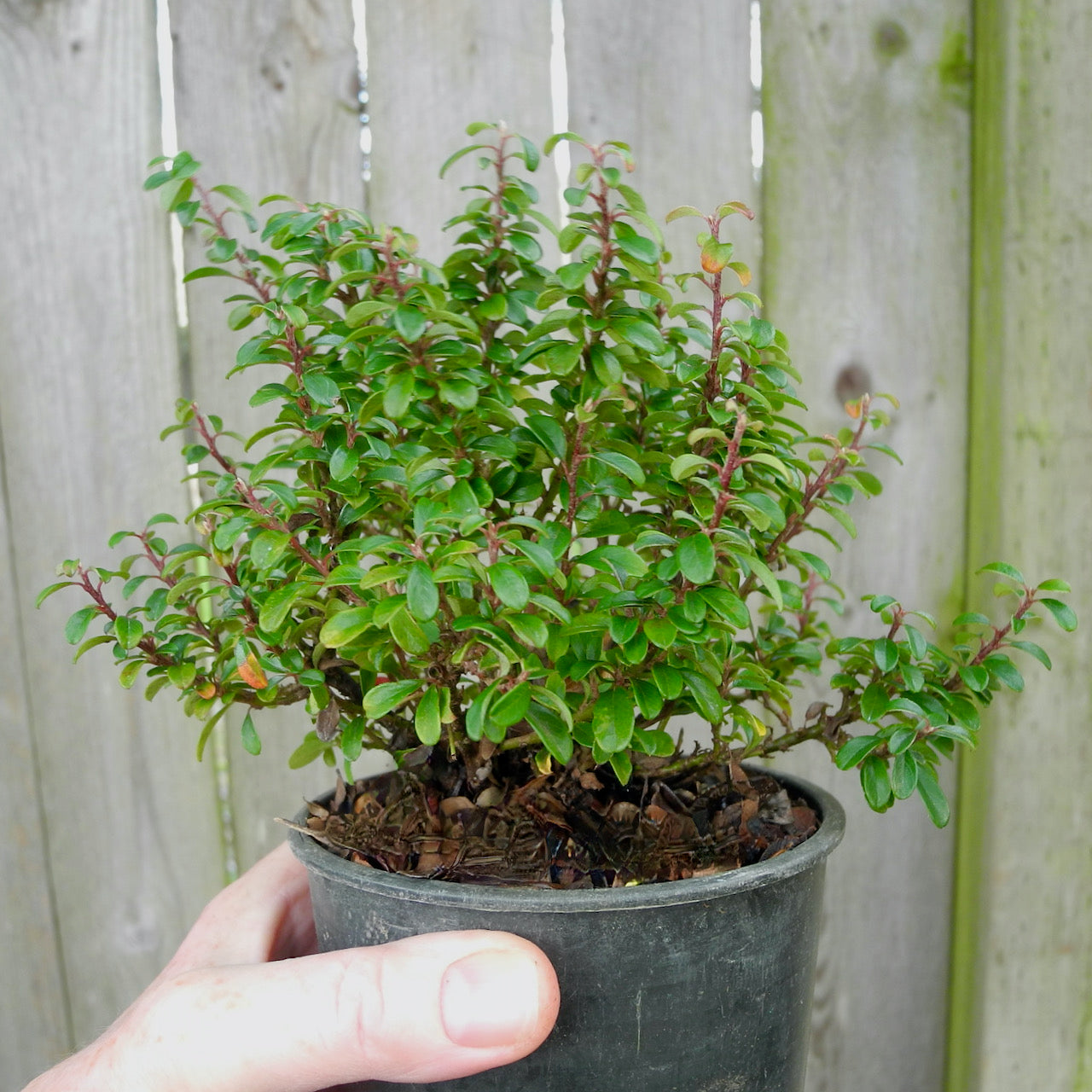 Emerald Sprite Cotoneaster - Cotoneaster x suecicus 'Emerald Sprite'