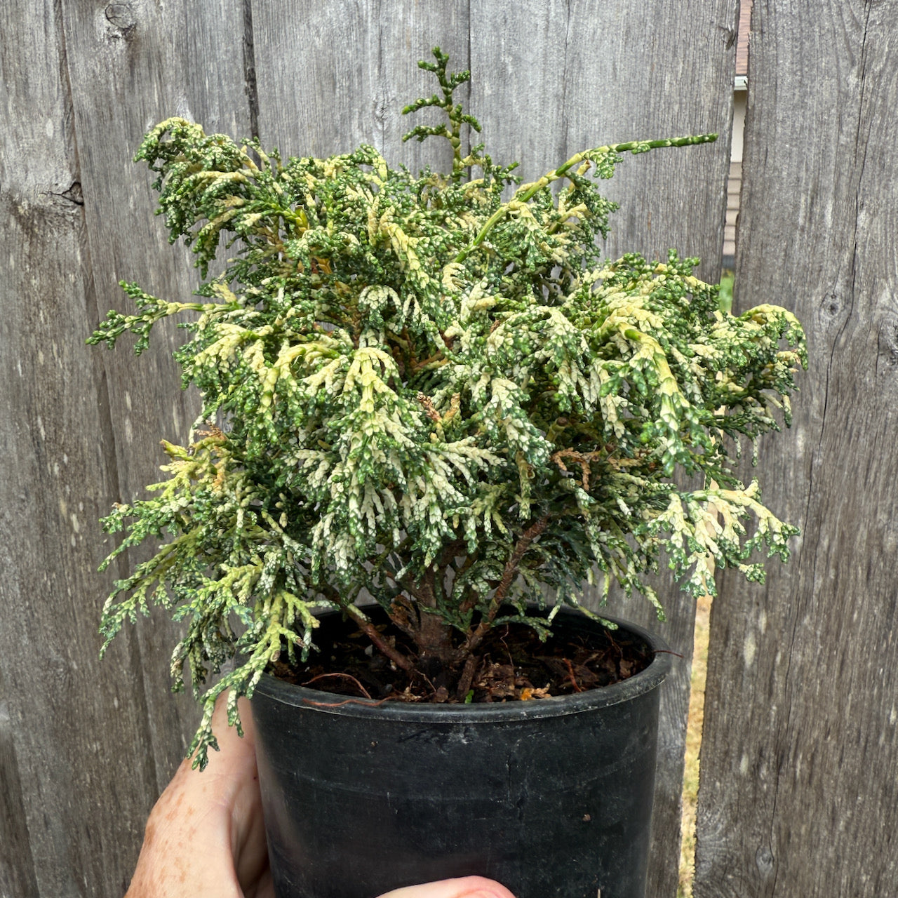 Mariesii Dwarf Hinoki Cypress - Chameacyparis obtusa 'Mariesii'