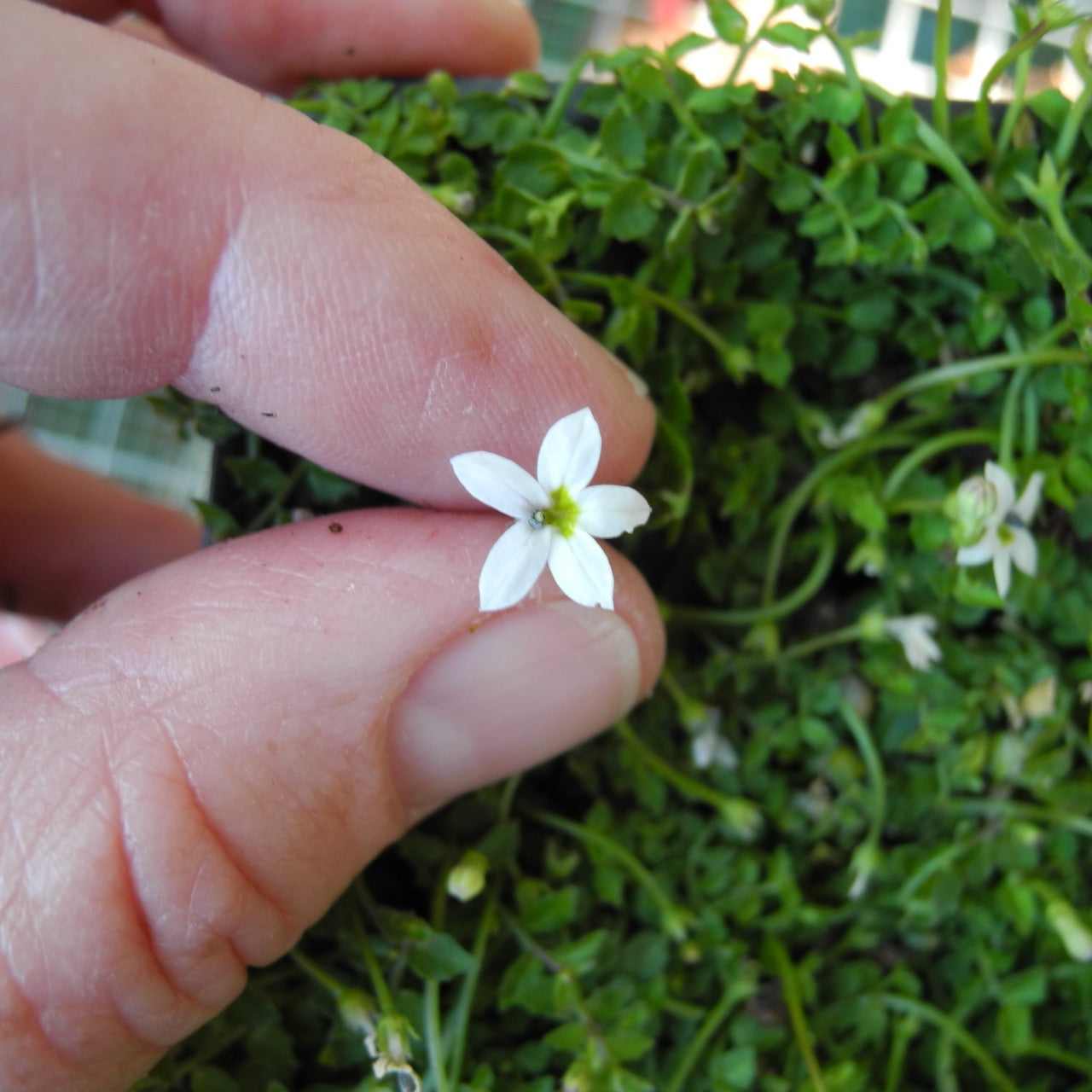Little Whitestar Creeper - Pratia pub. 'Little Whitestar'