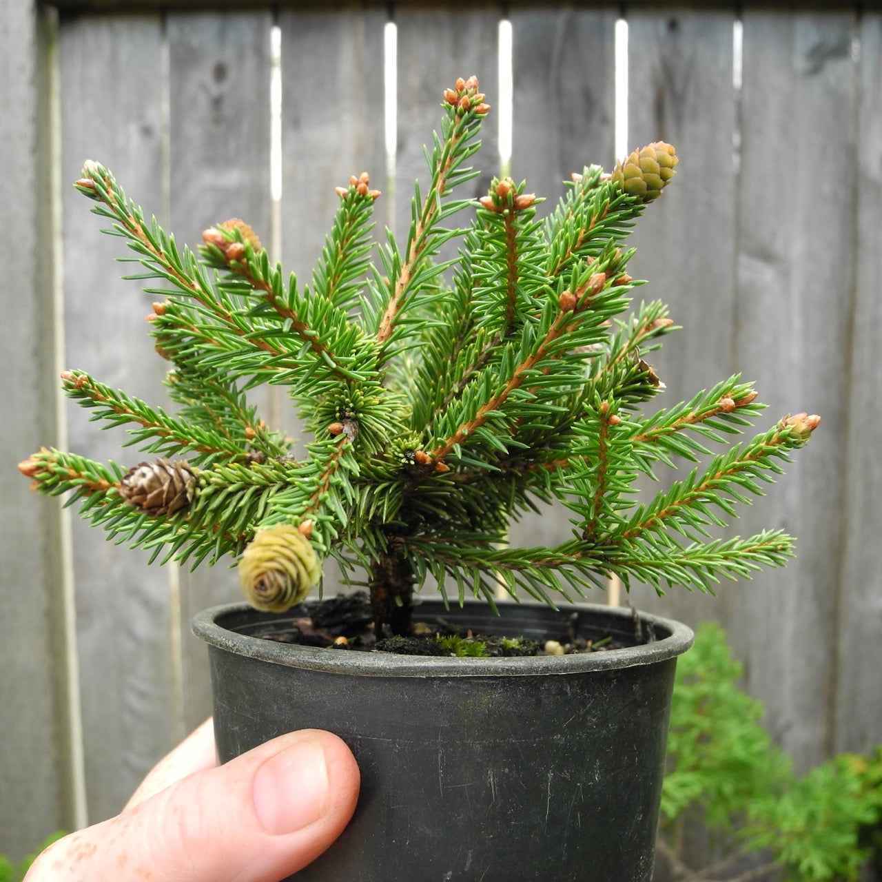 Pusch Dwarf Norway Spruce - Picea abies 'Pusch'