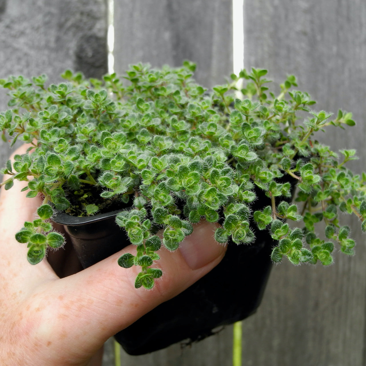 Woolly Thyme - Thymus pseudolanuginosus