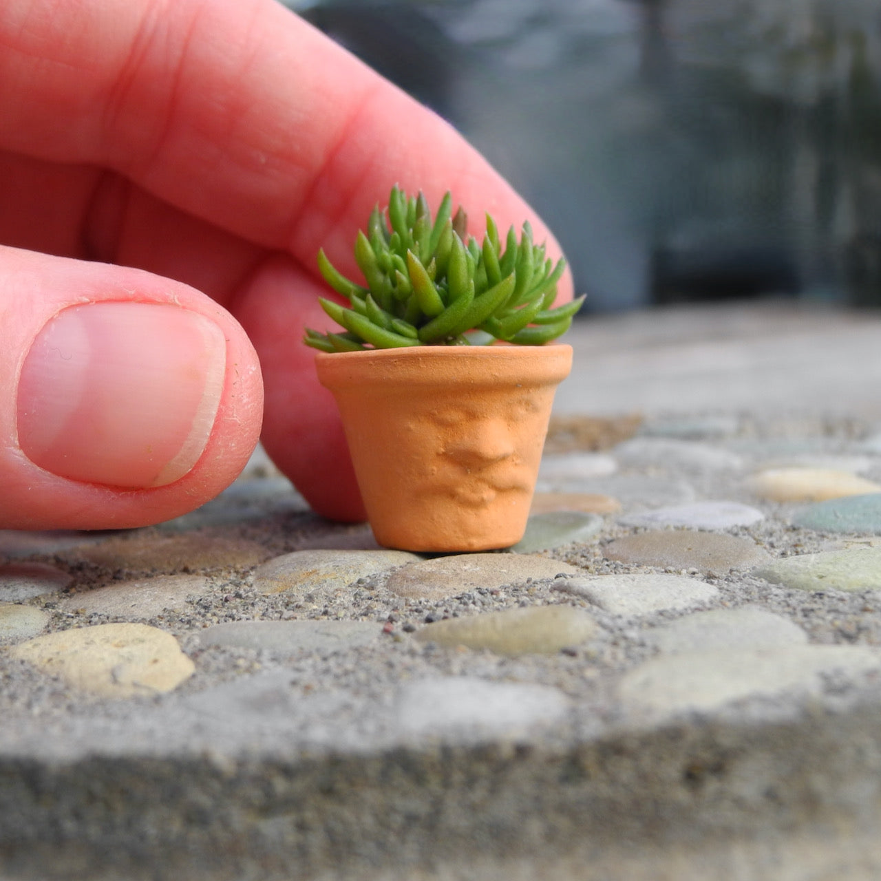 Miniature Face Pot with Sedum Cuttings