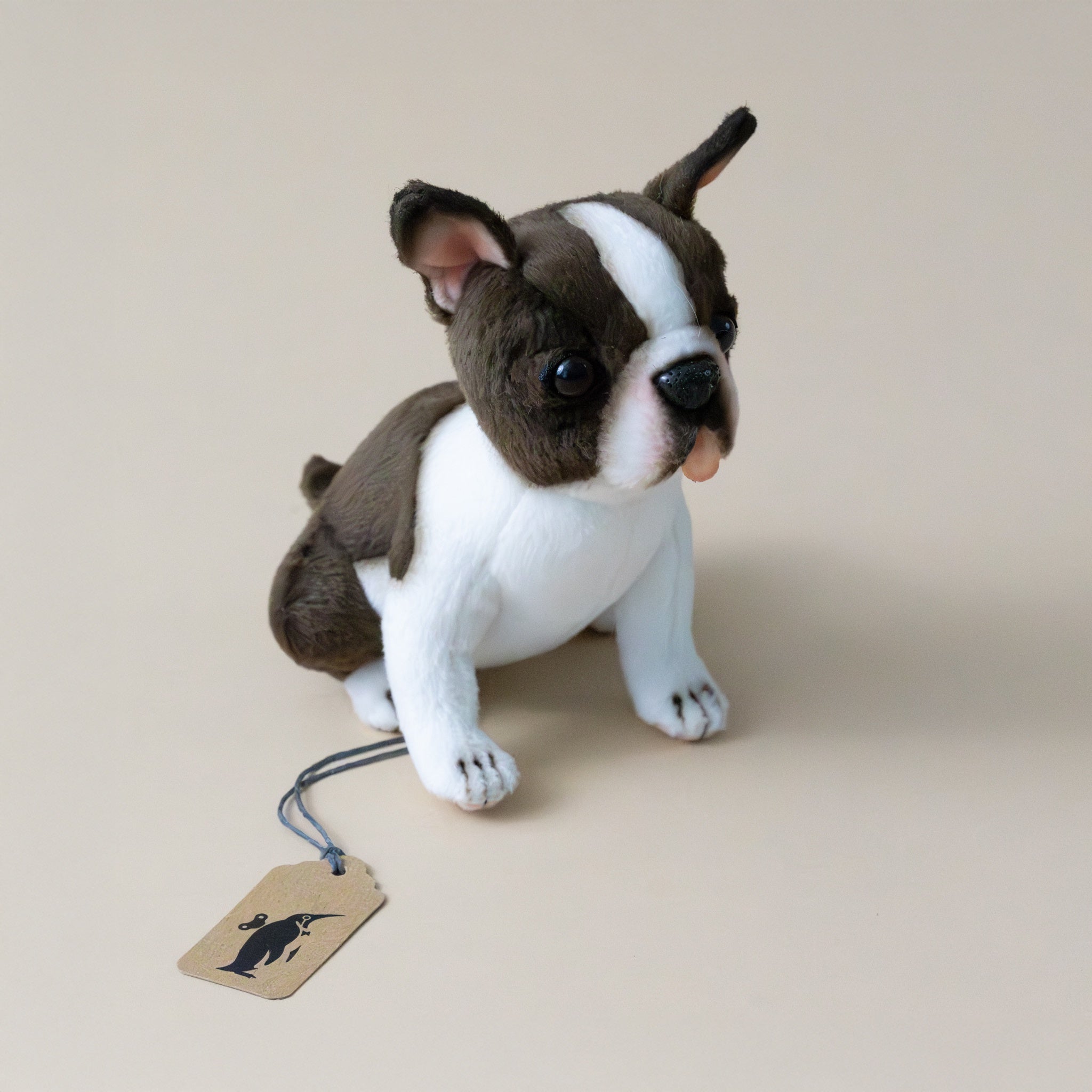 Petite Boston Terrier