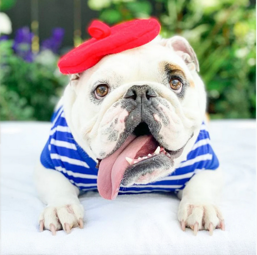 Dog Beret / Large