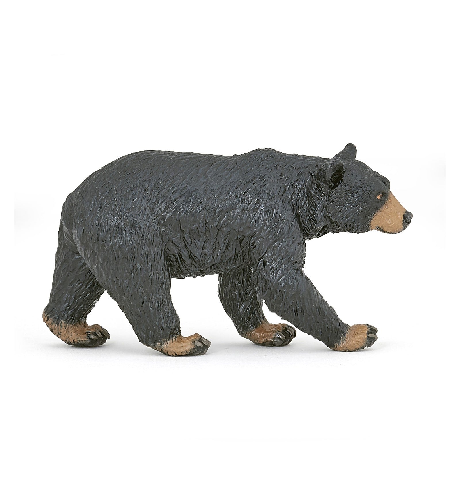 PAPO - American Black Bear