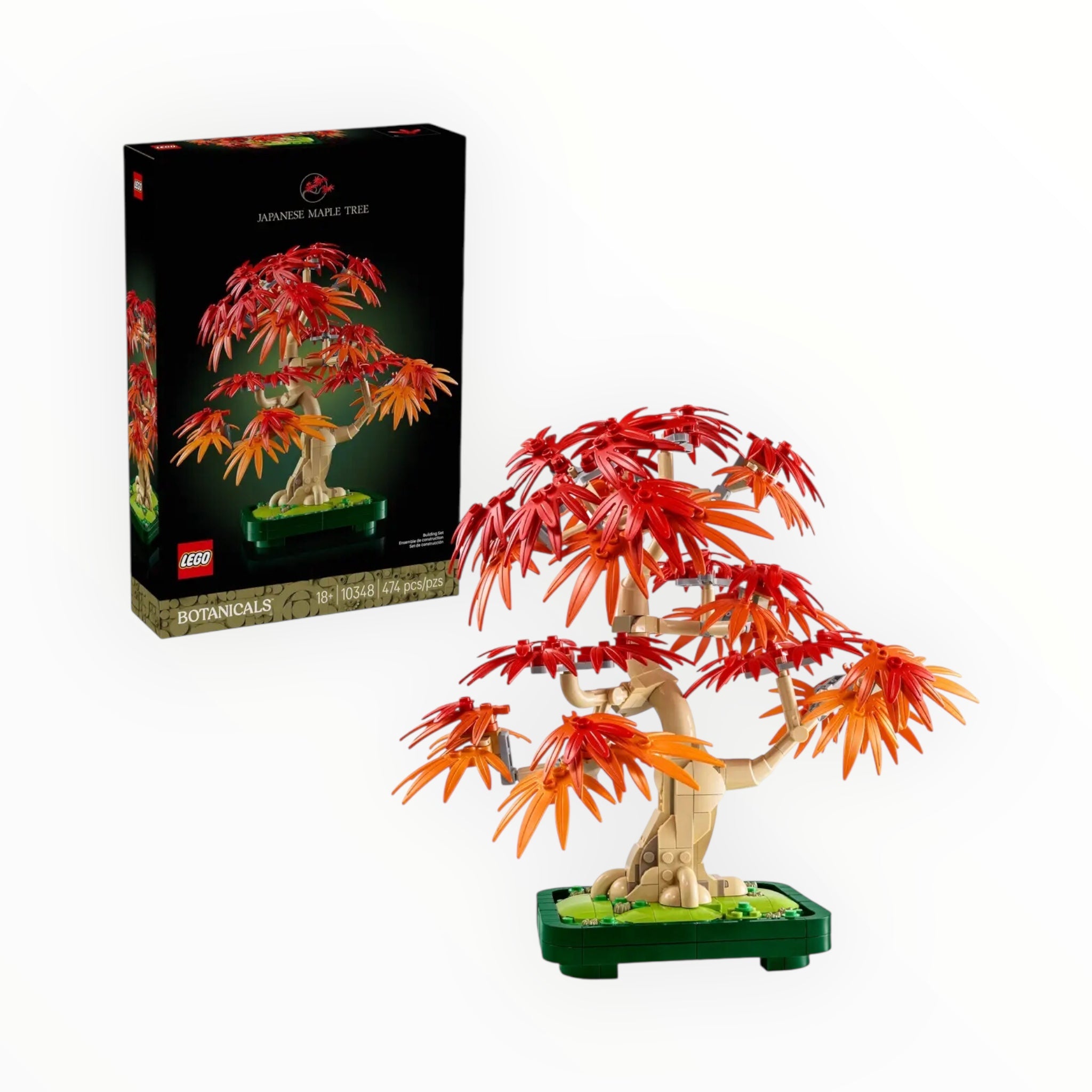 10348 Botanicals Japanese Red Maple Bonsai Tree