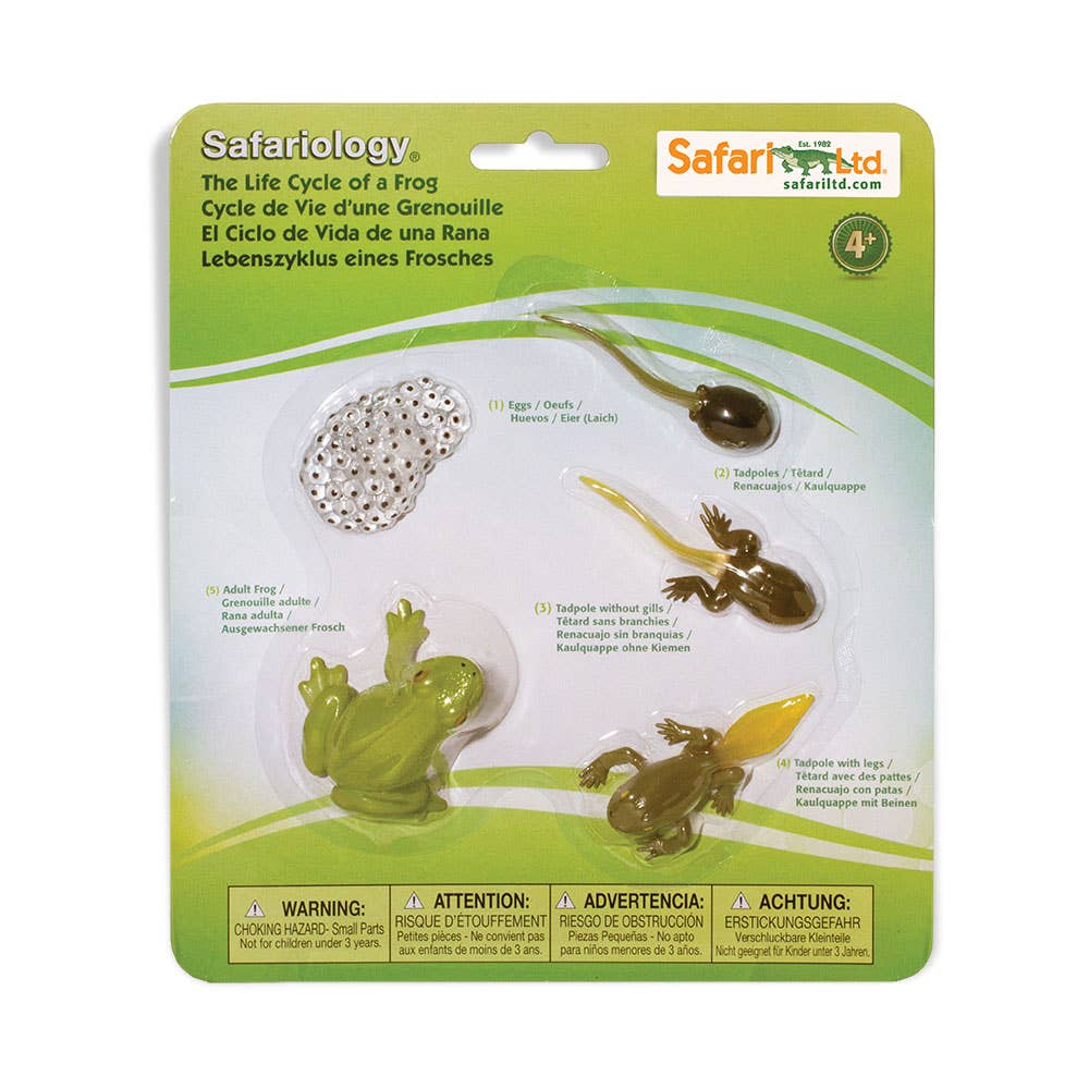 Life Cycle Of A Frog