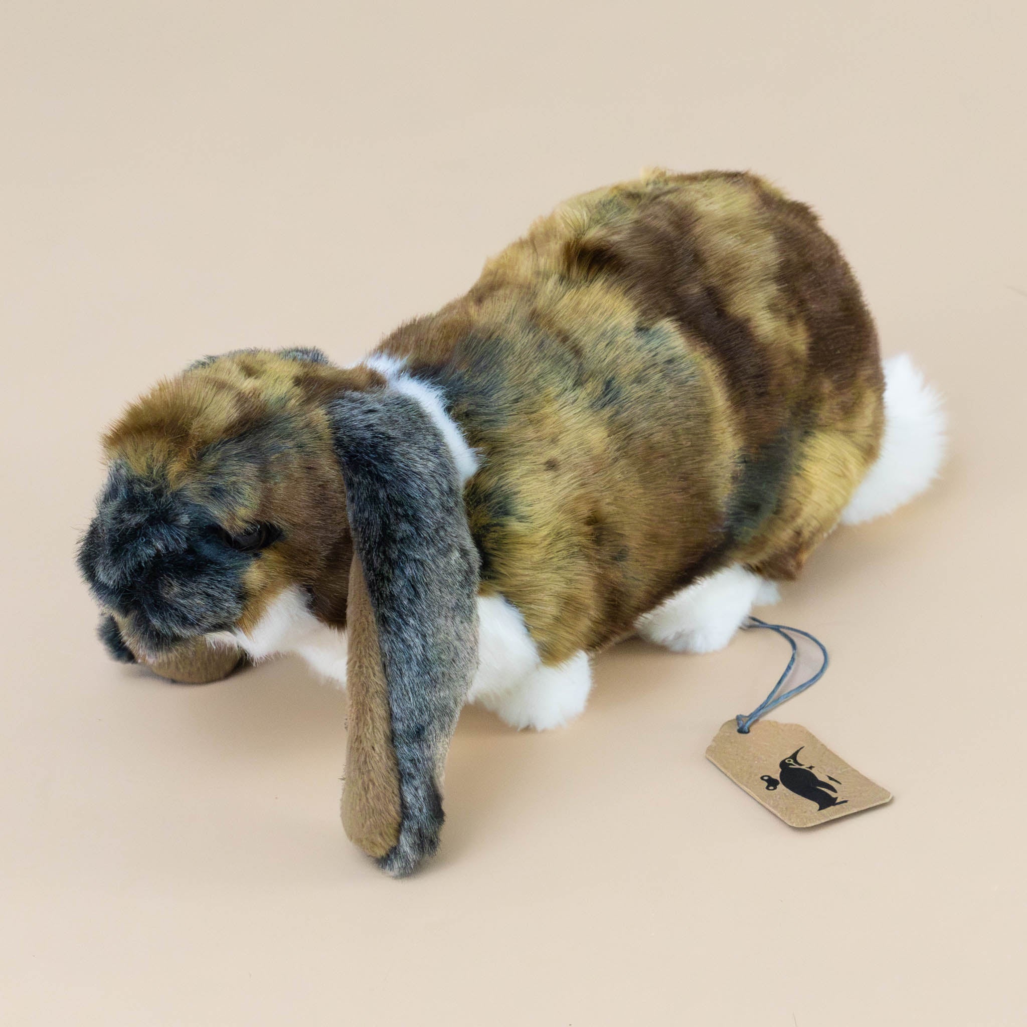 German Lop Ear Rabbit | Large