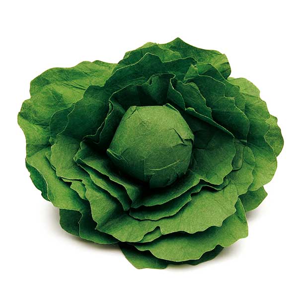 Lettuce - Erzi