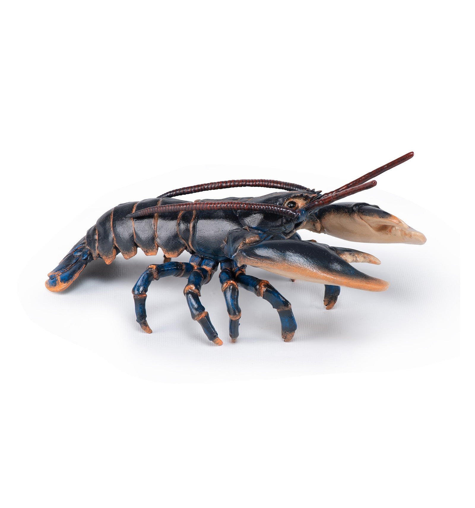 PAPO - Lobster