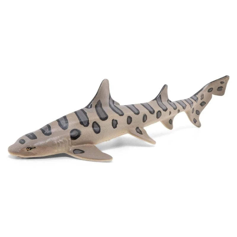 56056 Leopard Shark