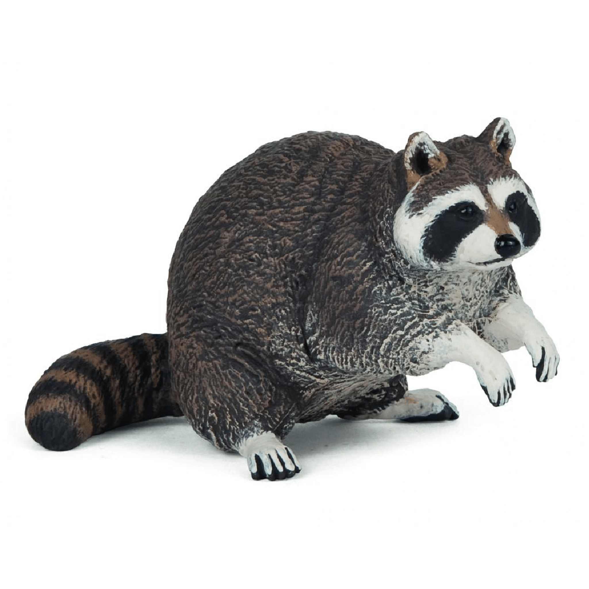 53016 Racoon