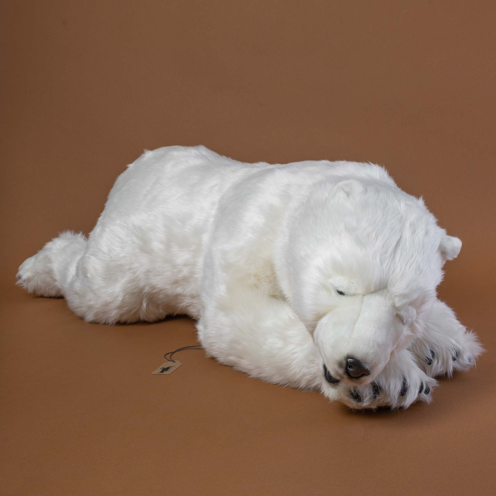 Polar Bear Cub | Sleeping