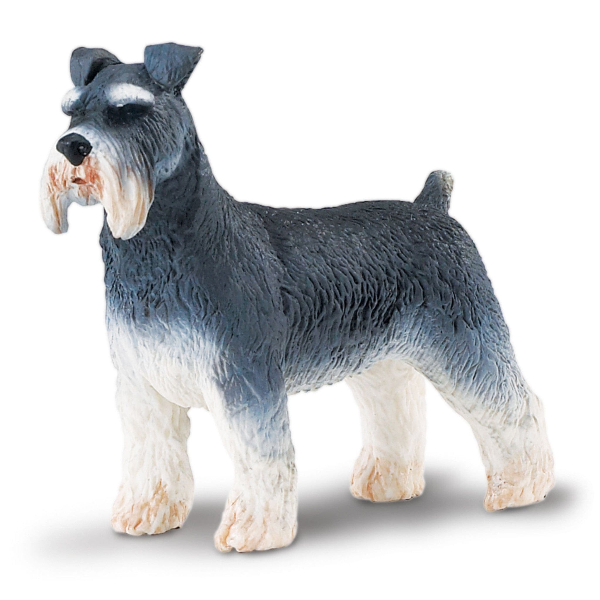 254329 Schnauzer