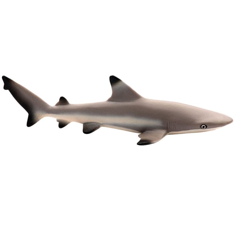 200029 Blacktip Reef Shark
