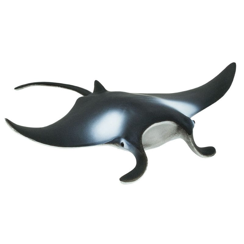277729 Manta Ray