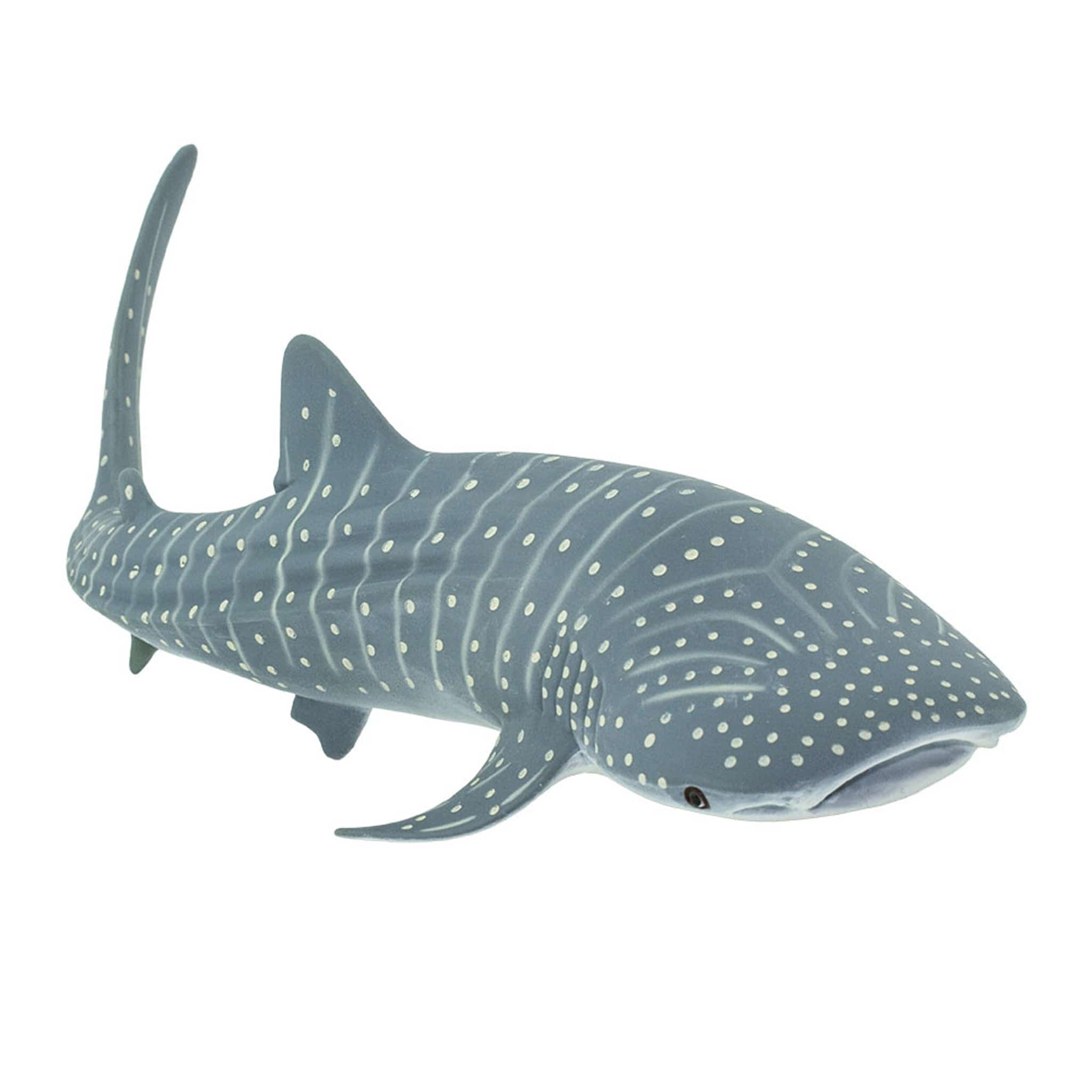 422129 Whale Shark