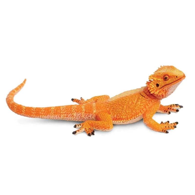 263129 Bearded Dragon