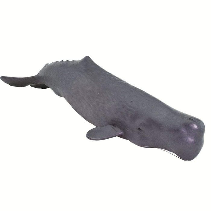 100209 Sperm Whale
