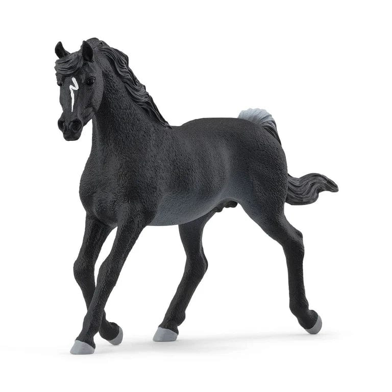 13981 Rabicano Arabian Stallion