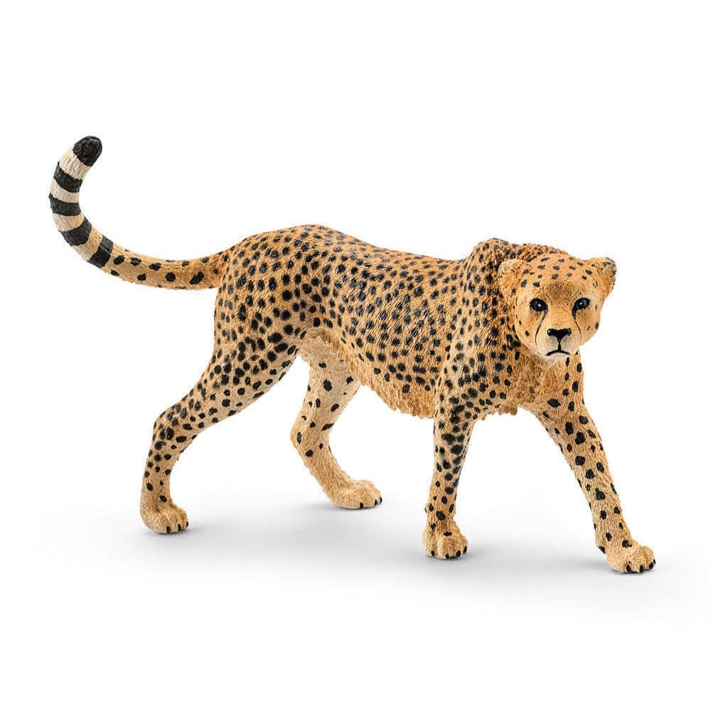 14746 Cheetah, Female