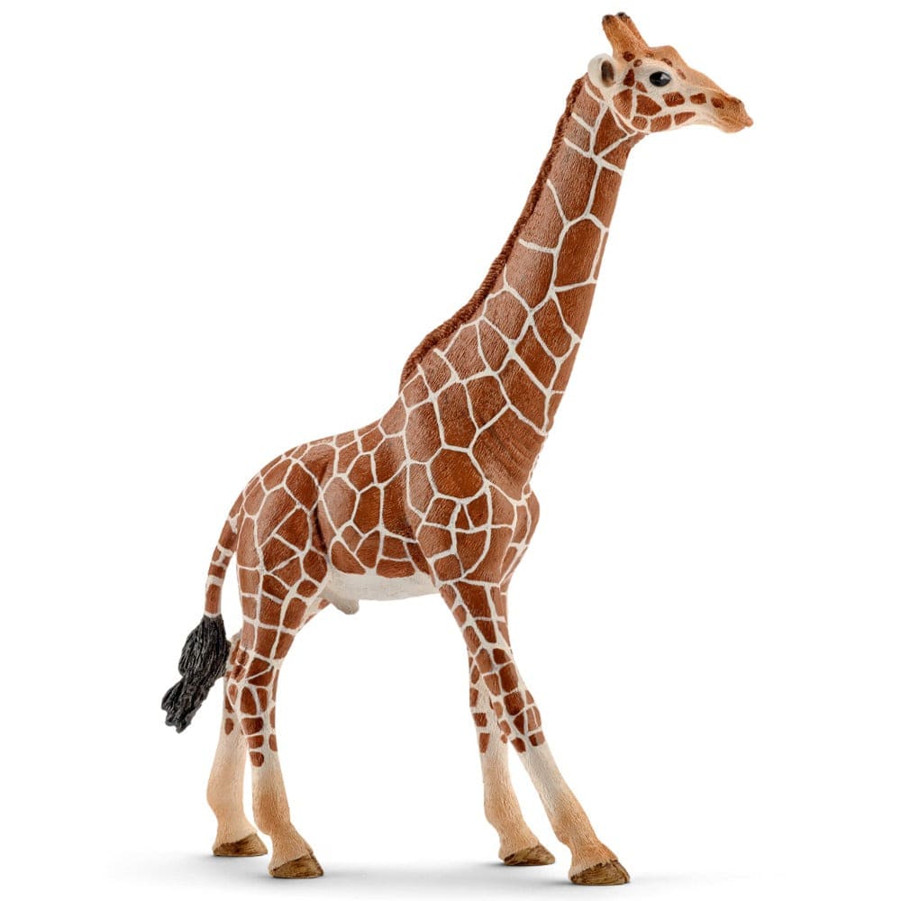 14749 Giraffe, Male