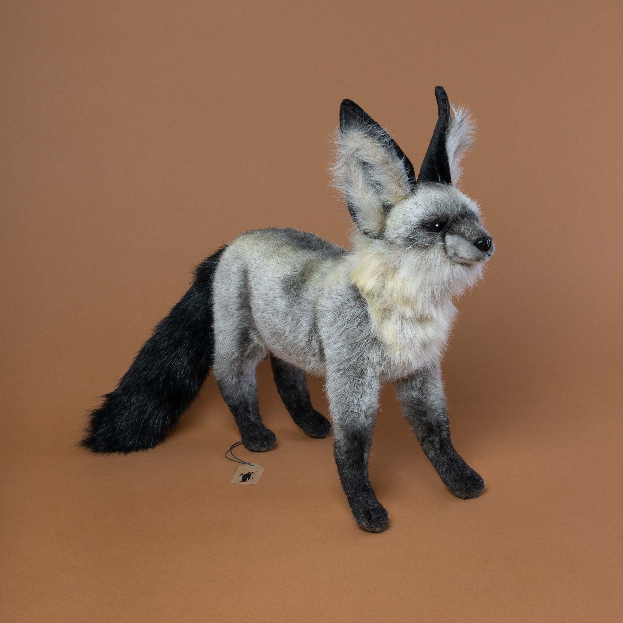 South African Fox