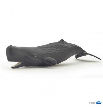 PAPO - Sperm Whale Calf